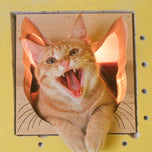 A Lost Dog Finds Cat Paradise — Paperback