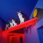 A Lost Dog Finds Cat Paradise — Paperback