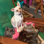 A Lost Dog Finds Cat Paradise — Hardcover