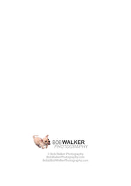 Greeting card • Cats and Dogs Can Get Along!