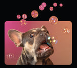 Baseball Cap • Frenchie Bubbles!