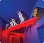 Unisex classic tee • Cats House • Neon Hall • no txt