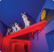 Unisex classic tee • Cats House • Neon Hall • no txt