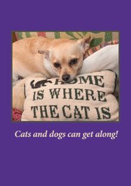 Greeting card • Cats and Dogs Can Get Along!