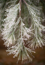 Greeting card • Seasons