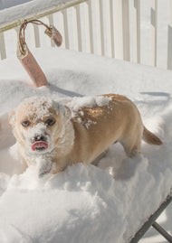 Greeting card • Seasons • Sadie: Not a Snow Dog