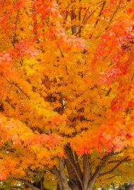 Greeting card • Seasons
