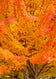 Greeting card • Seasons