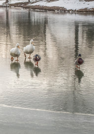 Greeting card • Seasons • Walking on Water
