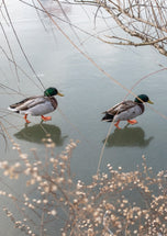 Greeting card • Seasons • Walking on Water