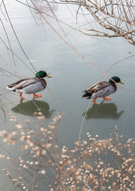 Greeting card • Seasons • Walking on Water