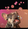 Photo paper poster • Frenchie Bubbles!