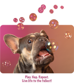 Unisex classic tee • Frenchie Bubbles! Play. Nap. Repeat.