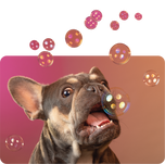 White glossy mug • Frenchie Bubbles • no text