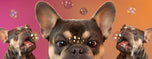 White glossy mug • Frenchie • Bubbles!