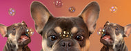 White glossy mug • Frenchie • Bubbles!