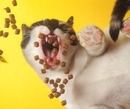 Baseball Cap • Feed Me!