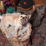 A Lost Dog Finds Cat Paradise — Hardcover