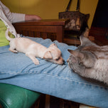 A Lost Dog Finds Cat Paradise — Hardcover