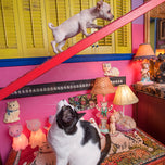 A Lost Dog Finds Cat Paradise — Hardcover