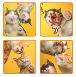 Unisex classic tee • Four Under Cats!