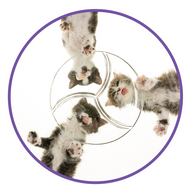Unisex classic tee • Under Kittens • no txt