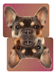 Unisex classic tee • Double Frenchie
