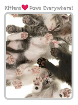 Kittens - Paws Everywhere! • Unisex classic tee