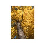 Greeting card - Seasons
