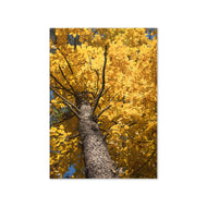 Greeting card - Seasons