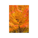 Greeting card - Seasons