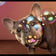 White glossy mug • Frenchie Bubbles • Panorama