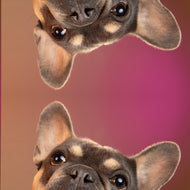 White glossy mug • Frenchie • Panorama • underVIEW