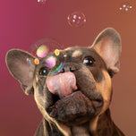 White glossy mug • Frenchie • Bubbles Capture • 2 Views